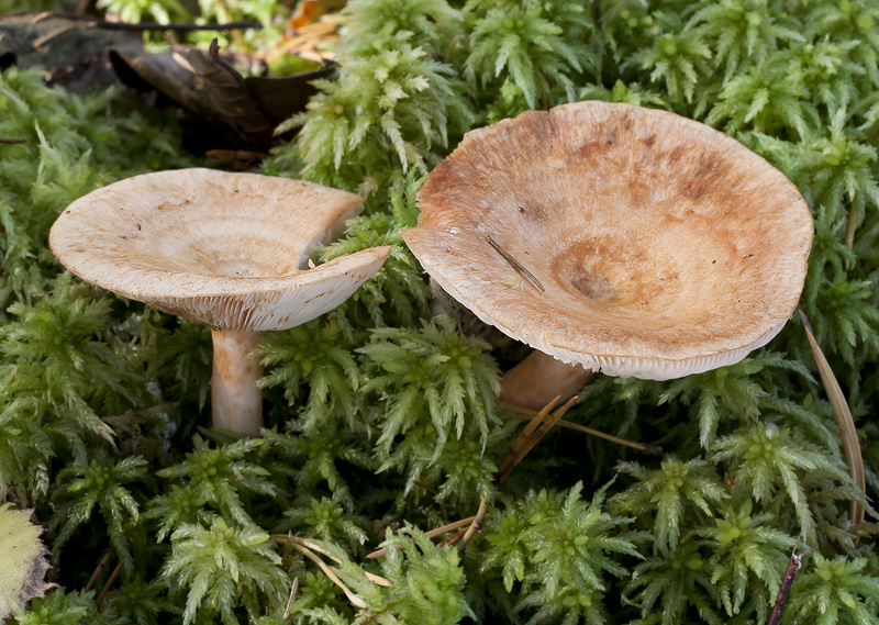 Lactarius torminosulus